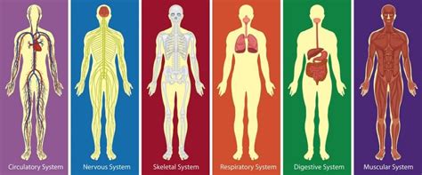 Sistemas Do Corpo Humano Definição Principais órgãos E Características