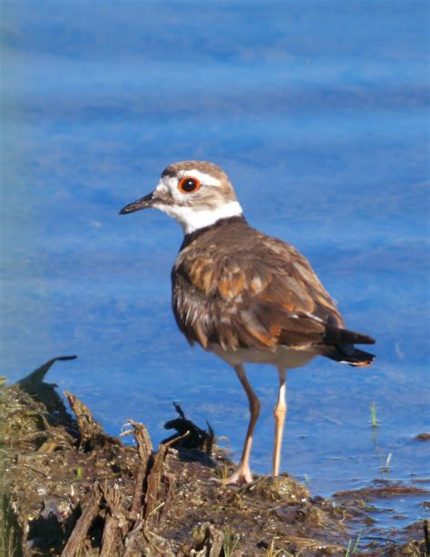 2022 07 02 Killdeer 04 Gary W Hawley Flickr