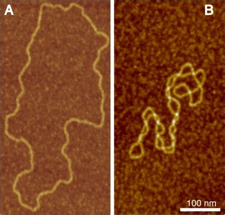 Atomic Force Microscopy Afm Visualization Of Torsionally Relaxed A