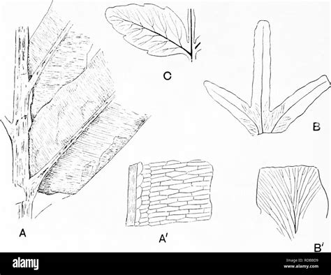 Fossil Plants For Students Of Botany And Geology Paleobotany 350