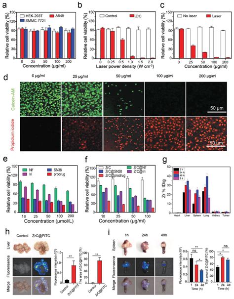 Biocompatibility Photothermal Performance Cytotoxicity In Vitro And