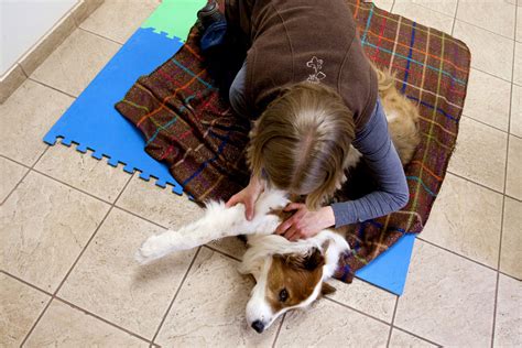 Photos: Chiropractor to the animal world | Minnesota Public Radio News