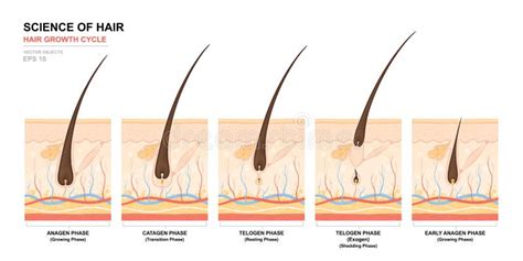 Hair Growth Cycle From Anagen And Catagen To Telogen Phase Stock Vector Illustration Of