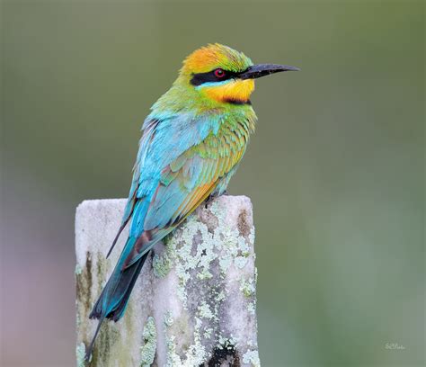 Rainbow Bee Eater Merops Ornatus Australia Birding And Photography Flickr