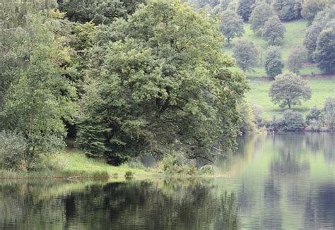 Free Images Landscape Tree Water Nature Forest Marsh Swamp