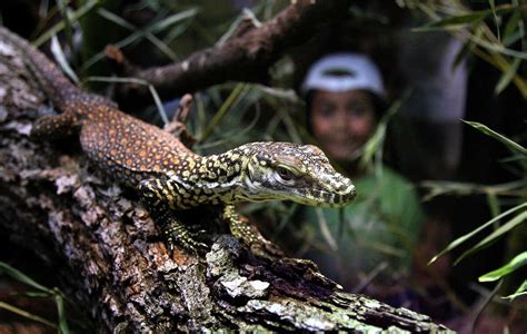 Baby Komodo dragon debuts at San Antonio Zoo