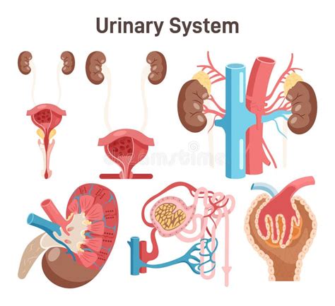 Human Urinary System Female And Male Internal Urogenital Stock Vector