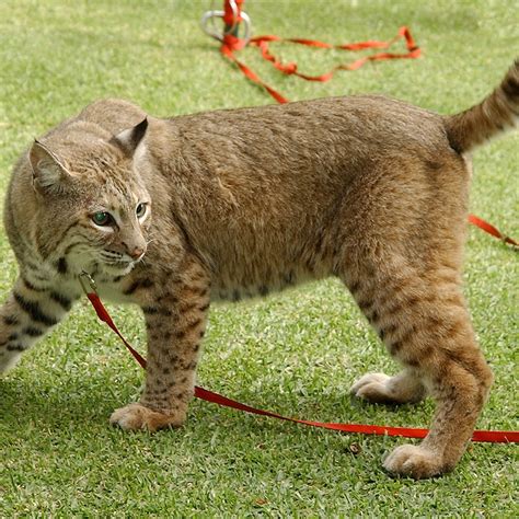 Bobcat Tail