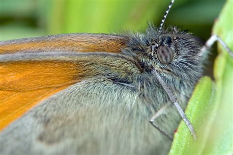 Fuzzy Butterfly Flickr Photo Sharing