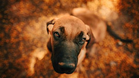 Cu Ntas Veces Y Cu Nto Tiempo Deber As Sacar A Pasear A Tu Perro