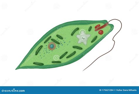 Green Euglena Royalty Free Stock Image Cartoondealer