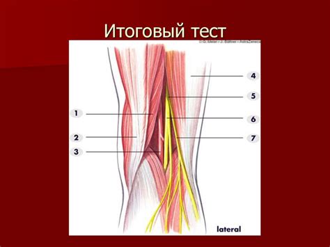 Топографическая анатомия нижней конечности. Области мышечной и ...