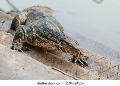 Varanus Salvator Commonly Known Asian Water Stock Photo