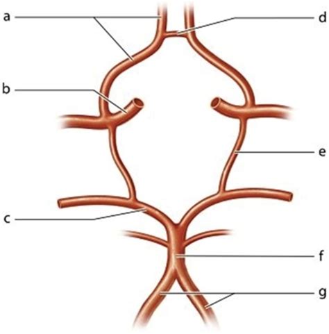 Identify The Vessel Labeled D A Posterior Communicating Biology