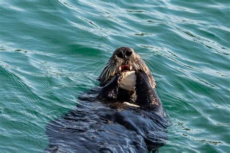 Everything About A Sea Otter’s Teeth, Bite, and Jaw - AnimAnswers.com