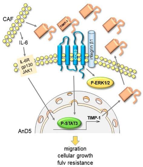 Cancers Free Full Text A Caf Fueled Timp 1cd63itgb1stat3 Feedback Loop Promotes Migration