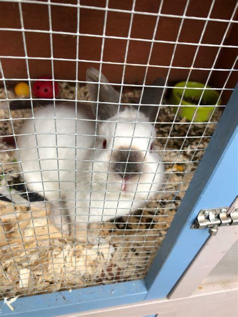 Netherland Dwarf Rabbit Himalayan White Male In Romford London