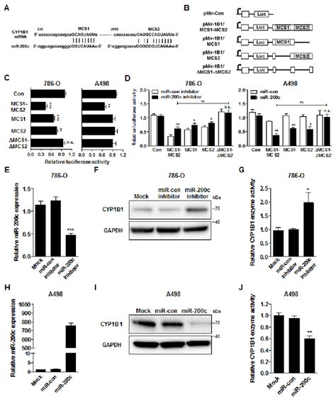 Mir 200c Directly Targets The Cyp1b1 3 Utr A Sequence And Location