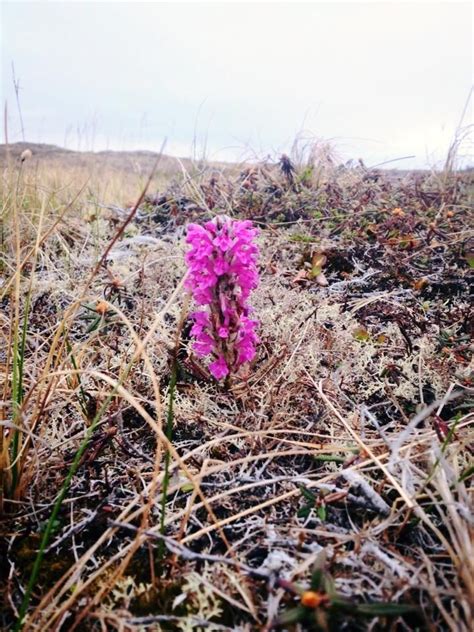 Lousewort | Plants, Botanical, Garden