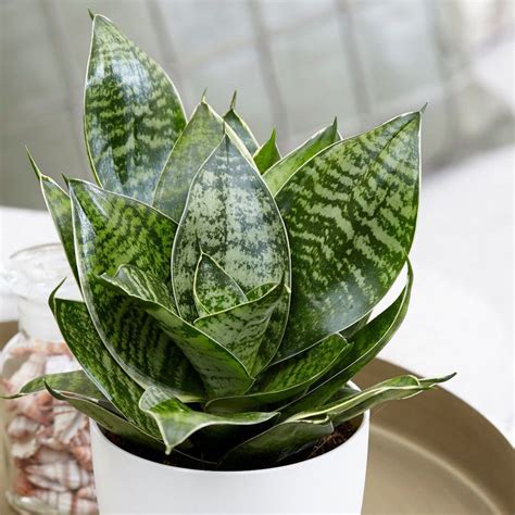 Sansevieria Hahnii Bird S Nest Snake Plant Growing And Care