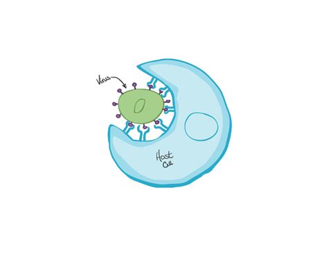 What Is Phagocytosis