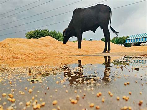 30 Thousand Quintals Of Wheat Lying Under The Open Sky Soaked In Rain