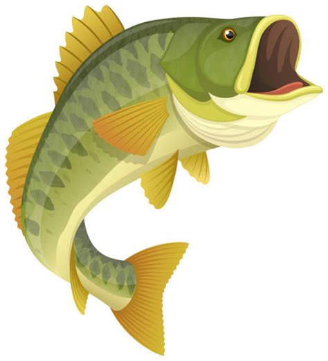 Largemouth Bass Illustrations Royalty Free Vector Graphics And Clip Art Istock