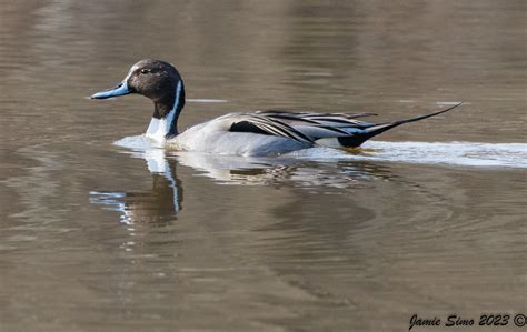 Northern Pintail Ironekilz Flickr