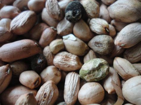 How To Remove Aflatoxins From Peanuts The Food Untold