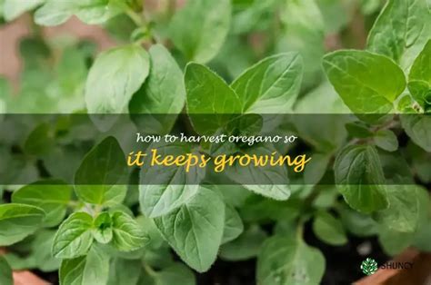 Harvesting Oregano For Continuous Growth A Step By Step Guide ShunCy