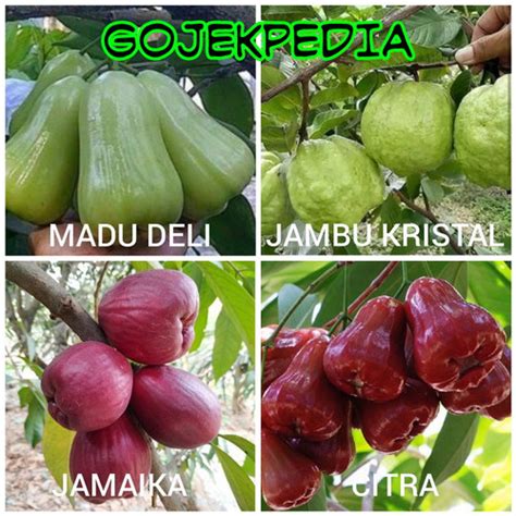 Jual Paket 4 Pohon Jambu Madu Deli Jambu Kristal Jamaica Jambu Citra