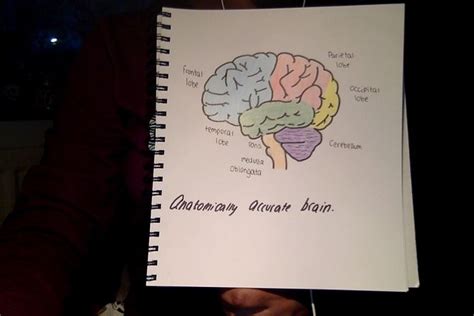 How To Draw A Brain 14 Steps With Pictures Wikihow