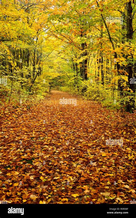 Un Paysage Vertical Image D Un Chemin De Campagne Qui Est Couverte De