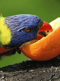 Bird Eating An Orange GIF - Bird EatingAnOrange - Discover & Share GIFs