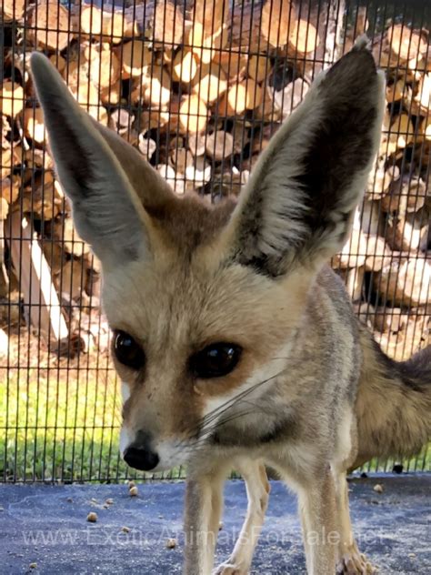 Bonded Pair Of Young Ruppells Foxes Available For Sale