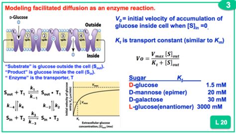 Lecture Membrane Protein Transporters Flashcards Quizlet