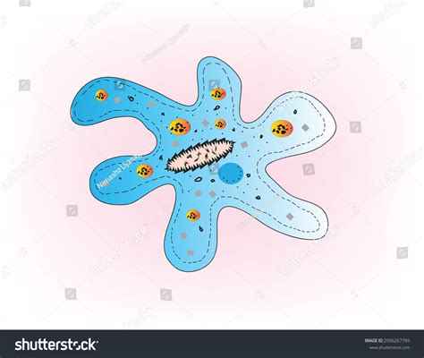 Amoeba O Amoeboide Célula Microscópica Organismo Vector De Stock