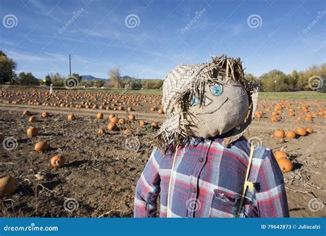 Scarecrow In The Pumpkin Patch Stock Image Image Of Decorations Life