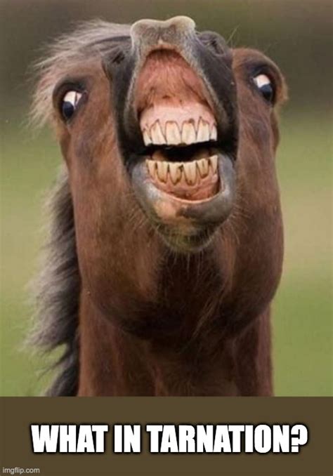 Cursed Horse Please Help Imgflip