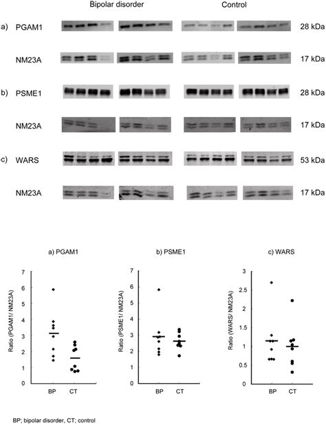 Protein Expression Validation By Western Blot Analysis With An Internal