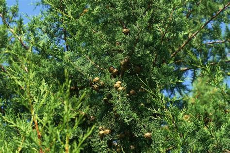 Premium Photo Closeup Photo Of A Thuja Tree