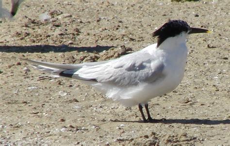 Cimg6243 Sandwich Tern 2010 09 30 Montrose Beach Cook Co … Flickr