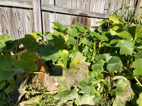 Zucchini problems. : r/gardening