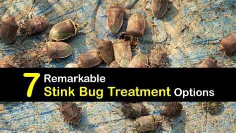 Treating Stink Bugs Smart Guide To Getting Rid Of Stink Bugs