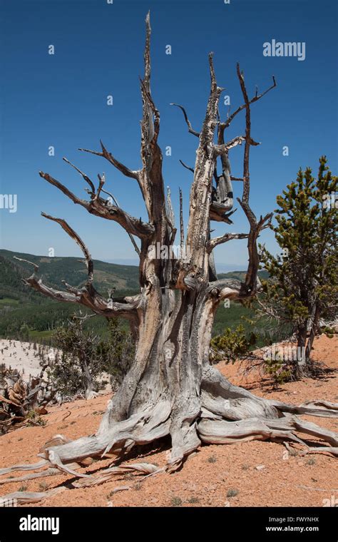 Bristlecone Pine Tree In Southern Utah Stock Photo Alamy