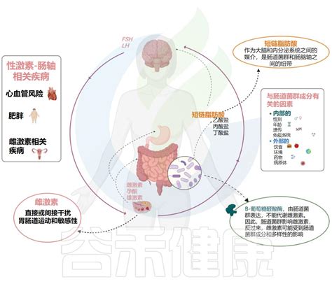 Precocious Puberty And The Microbiota The Role Of The Sex Hormone Gut