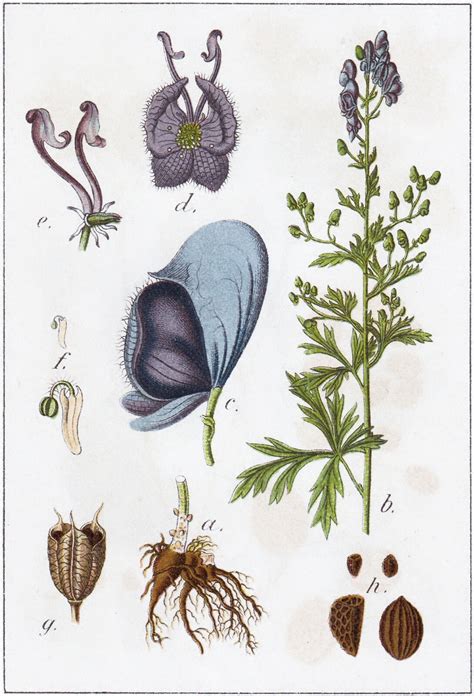 Aconitum Napellus L Plants Of The World Online Kew Science