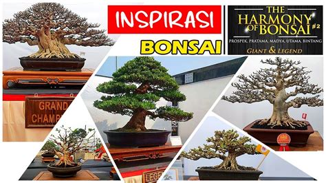 Inspirasi Bonsai Di Pamnas The Harmony Of Bonsai Giant Legend