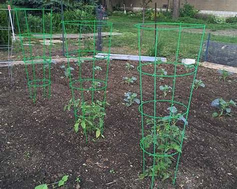 How To Grow Pumpkins Vertically On A Trellis Gardeners Path