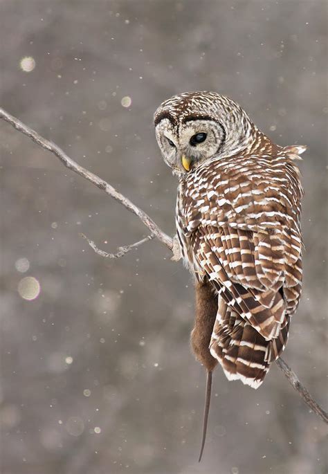 The Silent Hunter Photograph By Mircea Costina Photography Fine Art